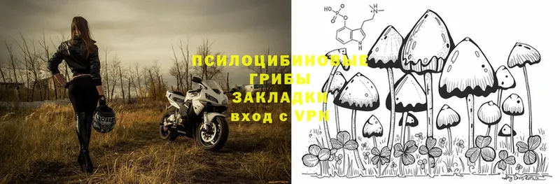 Галлюциногенные грибы Psilocybine cubensis Белозерск